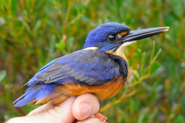 FOF Bird Feb 04 2016